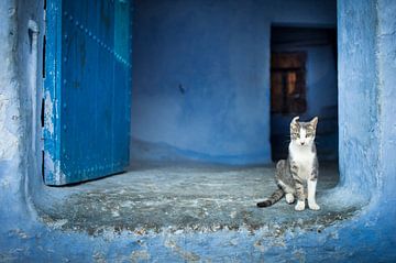Kat in Chefchaouen, Marokko. van Paula Romein