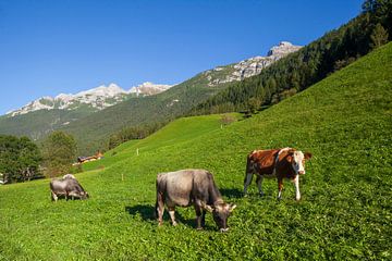 Cows graze on pasture by Torsten Krüger