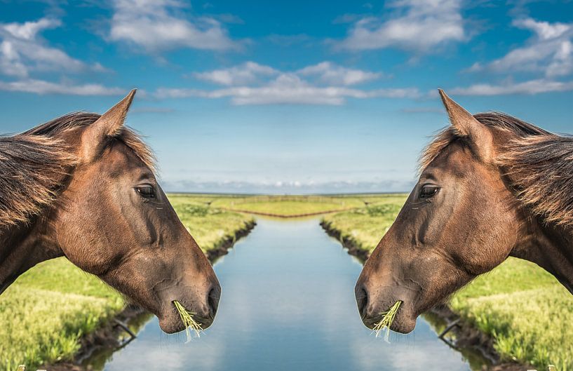 Paardenkoppen met een sloot er tussen par Harrie Muis