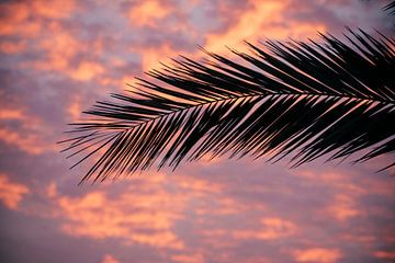 Palmblad in zonsondergang van Dustin Musch
