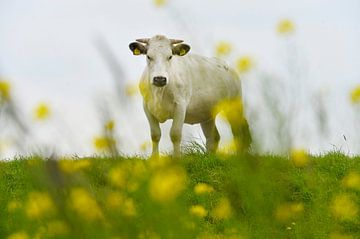 Op de dijk met gele wilde lente bloemen en nieuwsgierige witte  koe van Blond Beeld