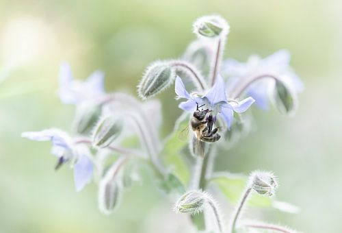 Pastellfarbene Blume mit Biene