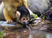 squirrel monkey drinking water by Edwin Butter thumbnail