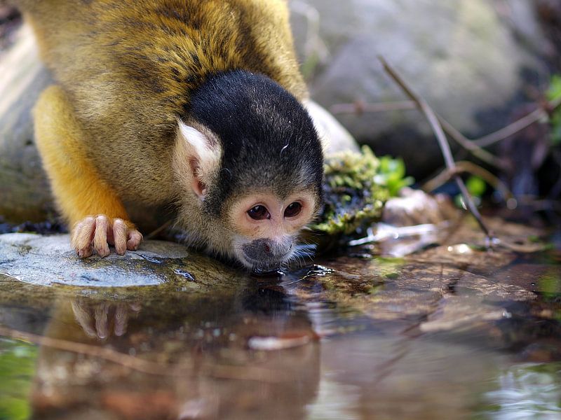 squirrel monkey drinking water by Edwin Butter