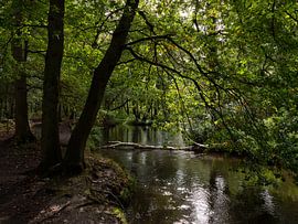 La rivière Swalm aux Pays-Bas dans les bois