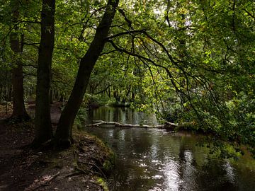 Rivier de Swalm in Nederland in het bos van Robin Jongerden