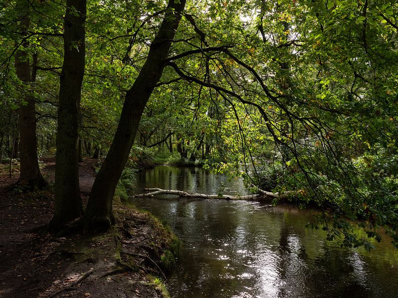 River Swalm in the Netherlands in the woods by Robin Jongerden