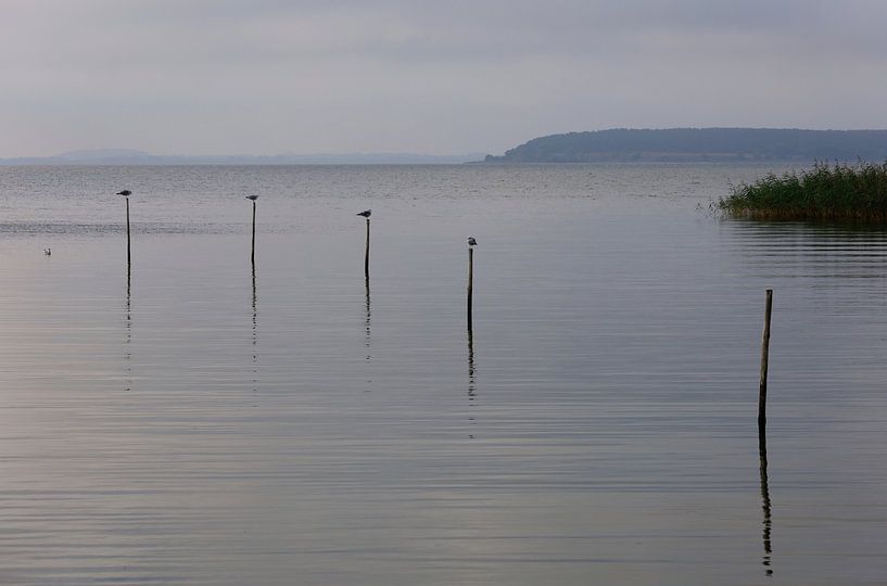 Usedom, Achterwasser by Thomas Jäger