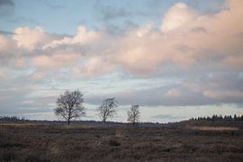Ginkelsche Heide, Ede, Niederlande Landschaft von Imladris Images