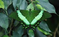 Papilio Blumei