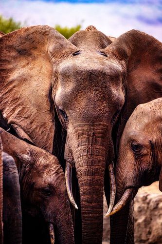 Olifant, drie olifanten in detail, familie tijd