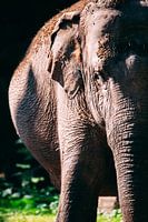 elephant color