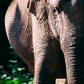 olifant kleur van Daphne Brouwer