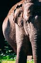 elephant color by Daphne Brouwer thumbnail