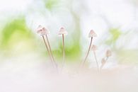 Tiny by Klaas Fidom thumbnail