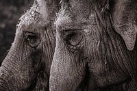 Asian elephant