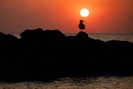 seagull at sunset by Annelies Cranendonk