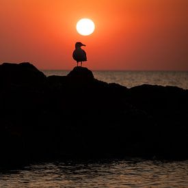 zeemeeuw bij zonsondergang van Annelies Cranendonk