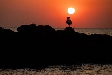 zeemeeuw bij zonsondergang van Annelies Cranendonk