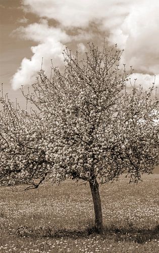 Een fruitboom in bloei