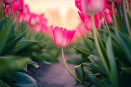Tulip in Dutch tulip field by Sidney van den Boogaard