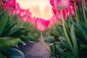 Tulipe dans un champ de tulipes néerlandais sur Sidney van den Boogaard