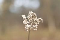 Bloem in de wind