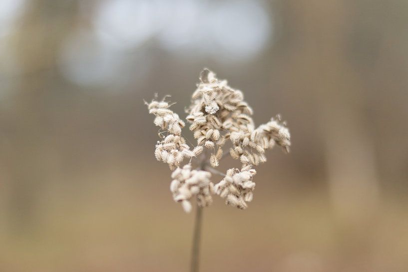 Bloem in de wind  van Chantal Cornet