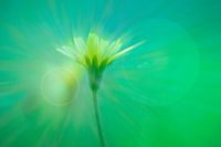 yellow flower in beautiful backlight