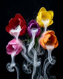 Fleeting Bloom by Retrotimes
