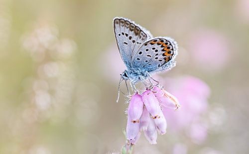 Pastel Heideblauwtje vlinder op de dopheide