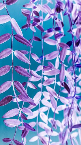 Springtime Colour Explosion with Pastel Purple Hanging Plant and Turquoise Background: An Artful and Dreamy Image for an Enchanting Atmosphere on Any Wall