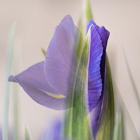 Unfolding by Gerda Hoogerwerf