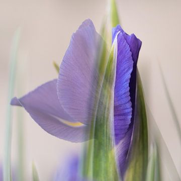 Entfaltung von Gerda Hoogerwerf