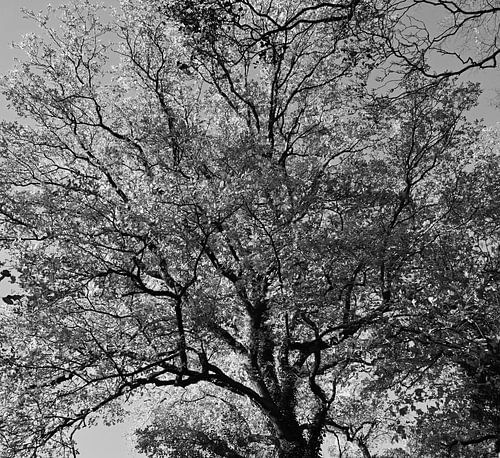 Die Krone eines Baumes in Schwarz und Weiß.