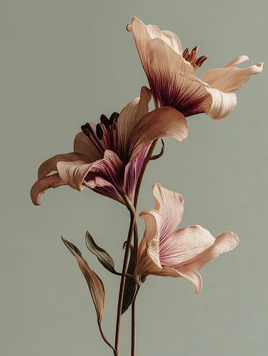 Fleurs séchées sur fond naturel clair Gris doux