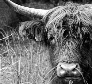 Le Highlander écossais en noir et blanc