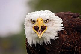 bald eagle