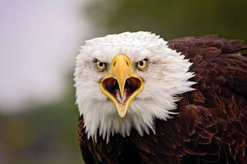 bald American eagle by gea strucks