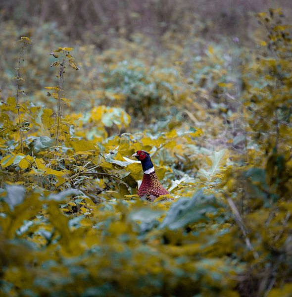 Forest Pheasant in its beautiful surroundings by Yoan Izetov