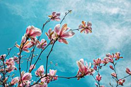 Blühende Magnolien im Frühling