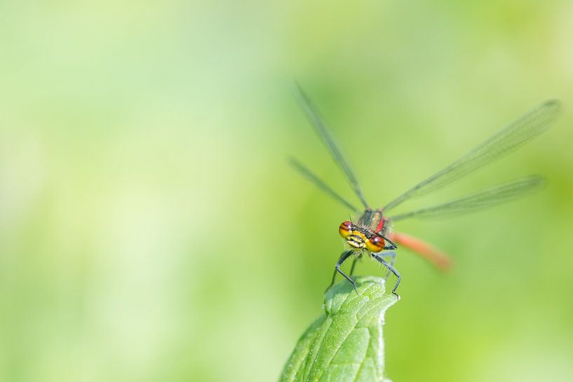 Scrubby damsel by Diantha Risiglione