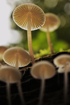 mushroom from underneath! by Marvin Van Haasen