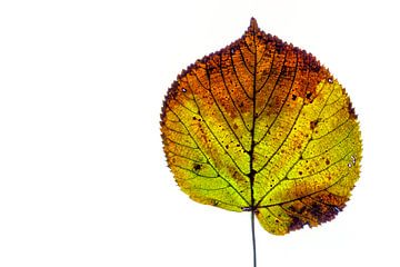 Colourful autumn leaves on a white background by Carola Schellekens