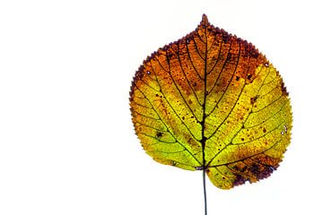 Feuilles d'automne colorées sur fond blanc sur Carola Schellekens