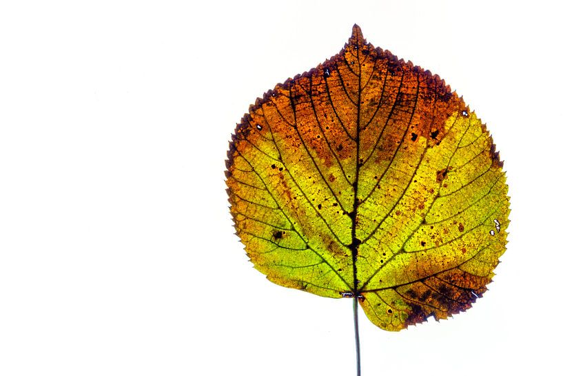 Kleurrijk herfstblad op een witte achtergrond van Carola Schellekens