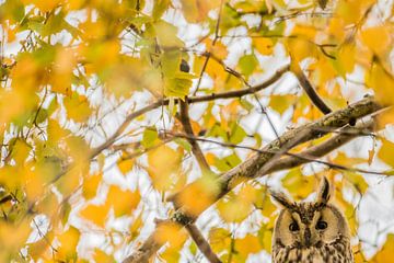 Hibou des marais aux couleurs d'automne sur Stijn Smits