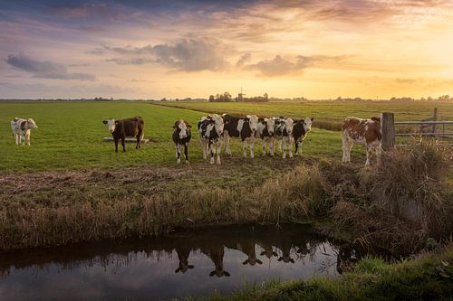 Cows in the country with a windmill in the background