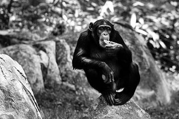 Chimpanzee van Walljar