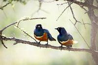 Deux étourneaux glauques sur une branche en Tanzanie
